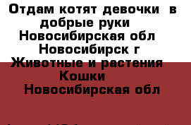 Отдам котят(девочки) в добрые руки  - Новосибирская обл., Новосибирск г. Животные и растения » Кошки   . Новосибирская обл.